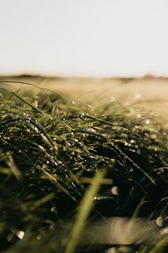 Een zonnige close-up foto van een weiland na een regenbui | Natuurfotografie | Landschapsfotografie van eighty8things