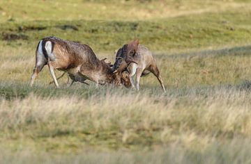 Fallow deer fight during mating season  sur Menno Schaefer