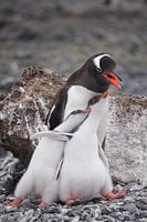 Gentoo penguinfamily Antarctica