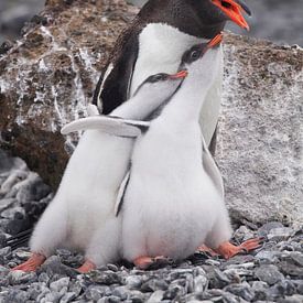 Gentoo penguin family Antarctica by ad vermeulen