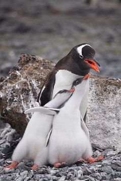 Gentoo penguinfamily Antarctica van ad vermeulen