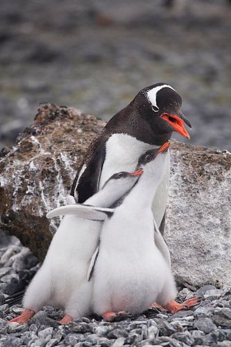 Gentoo penguinfamily Antarctica