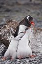 Gentoo penguinfamily Antarctica van ad vermeulen thumbnail