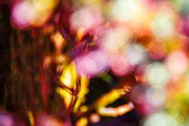 Une branche de rose baignant dans les couleurs sur Nicc Koch