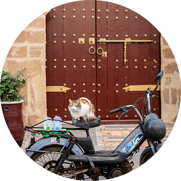 Een kat op een motor voor een Marokkaanse deur van Ellis Peeters