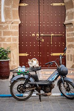 Eine Katze auf einem Motorrad vor einer marokkanischen Tür