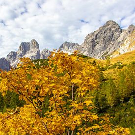 Die Bischofsmütze im Herbstkleid von Christa Kramer
