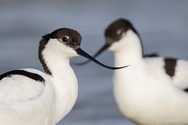 Birds | avocet - avocet portrait by Servan Ott