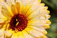 Marigold with drops