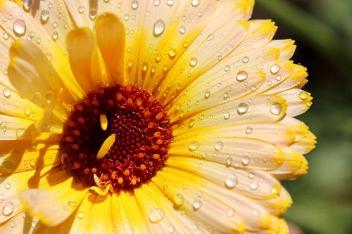 Marigold with drops