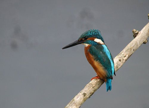 IJsvogel / Kingfish