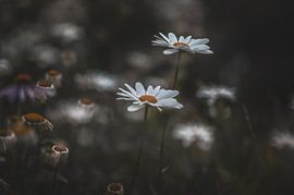 flowers part 335 by Tania Perneel