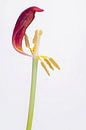 Zerknitterte Tulpe 4 von Pieter van Roijen Miniaturansicht