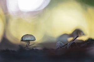 un champignon dans la forêt sombre sur Tania Perneel