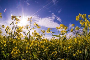 Zonnestralen over koolzaad sur Rijk van de Sandt