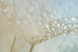 Abstraktion in Pastellfarben: Wassertropfen auf Spinnwebenflusen von Marjolijn van den Berg