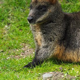 Wallaby des marais : le zoo de Royal Burgers sur Loek Lobel