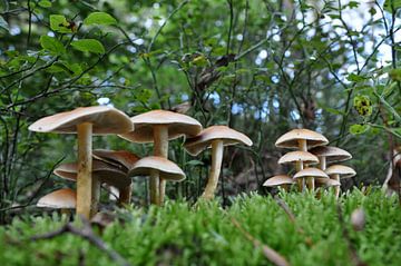 Groepje paddenstoelen van Peter Mooij