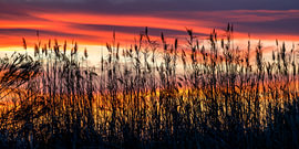 Gräser im Sonnenuntergang von Voss Fine Art Fotografie