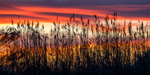 Gräser im Sonnenuntergang von Voss Fine Art Fotografie