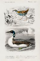 Different types of birds