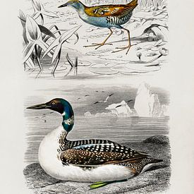 Different types of birds von Heinz Bucher