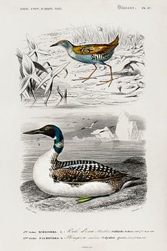 Verschillende soorten vogels van Heinz Bucher
