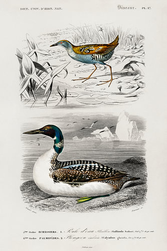 Verschillende soorten vogels