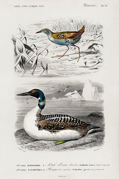 Different types of birds von Heinz Bucher