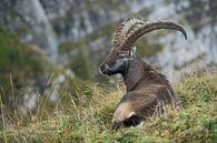 bei der Mittagsruhe... Alpensteinbock *Capra ibex* von wunderbare Erde Miniaturansicht
