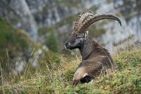 Alpine Ibex
