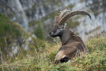 bei der Mittagsruhe... Alpensteinbock *Capra ibex* von wunderbare Erde