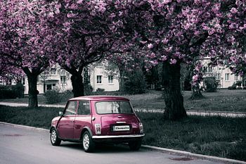 The mini and the cherry blossom