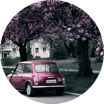 De Mini en de kersenbloesem