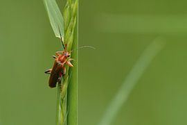 Cantharis rufa sur Rafael Delaedt