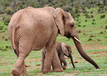 Bébé éléphant avec sa mère 9659