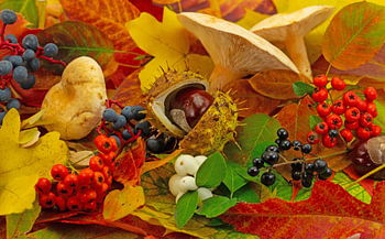 Herbstdeko aus Blättern,Früchten,Pilzen