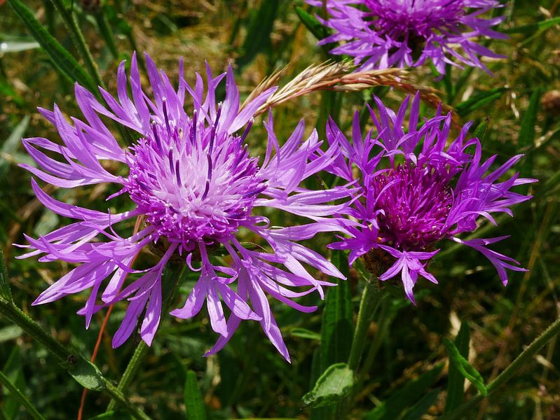 Blüten des Staudenknöterichs. von Wim vd Neut