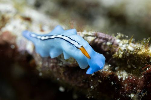 Flatworm @ Komodo, Indonesie