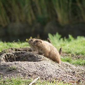 2 prairiehonden by Ronald en Bart van Berkel