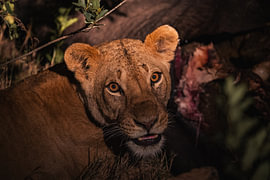 A Lion's Prey
