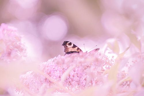 vlinder op vlinderboom