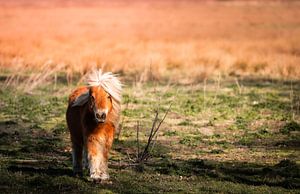 Poney Shetland