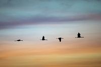 Vliegende kraanvogels tijdens zonsopkomst