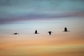 Fliegende Kraniche bei Sonnenaufgang von Stijn Smits