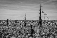 High Fens 2