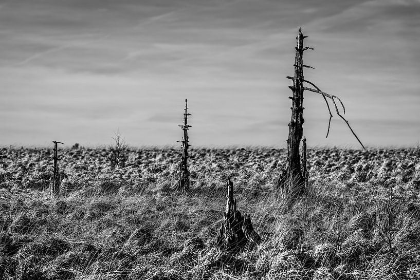 High Fens 2 by Herman Coumans