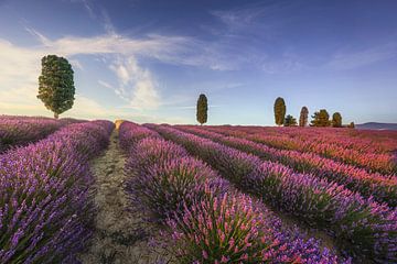 Lavendelvelden en bomen bij zonsondergang. Orciano, Toscane, Italië van Stefano Orazzini