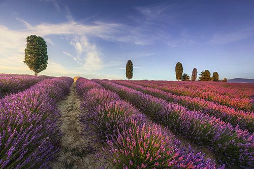 Lavendelvelden en bomen bij zonsondergang. Orciano, Toscane, Italië