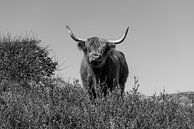 Curious Scottish Highlander by Rob Donders Beeldende kunst thumbnail